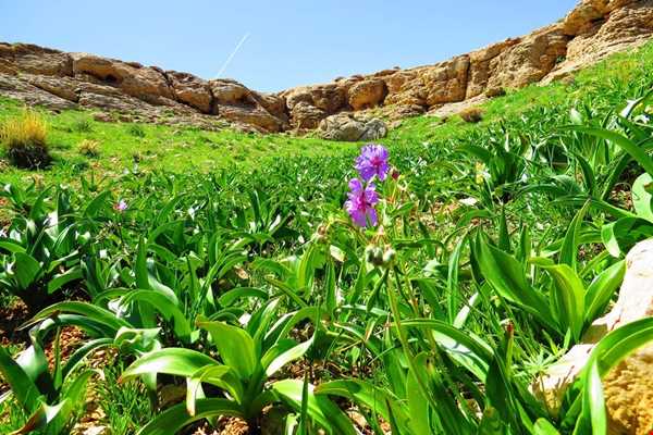 طبیعت زیبای شهرستان دلیجان در بهار