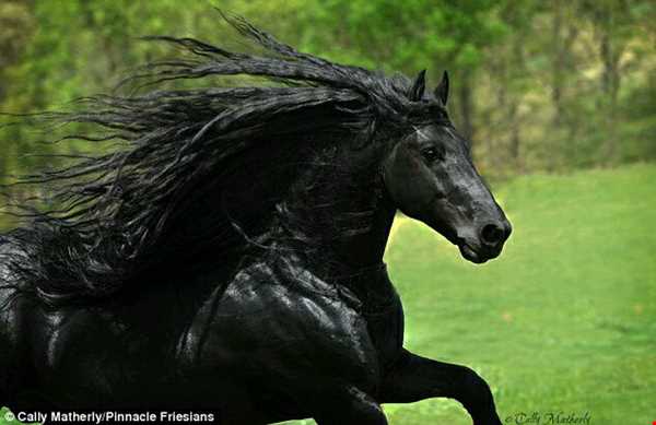 خوش‌تیپ‌ترین اسب جهان