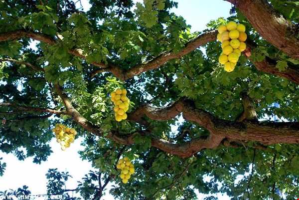 درخت انگور با میوه‌های توپ تنیس!