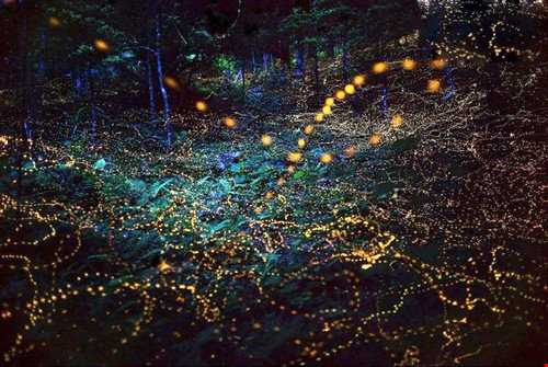 عکس هایی باورنکردنی از کرم‌های شب تاب در جنگل‌های ژاپن