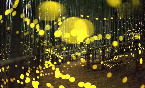 عکس هایی باورنکردنی از کرم‌های شب تاب در جنگل‌های ژاپن