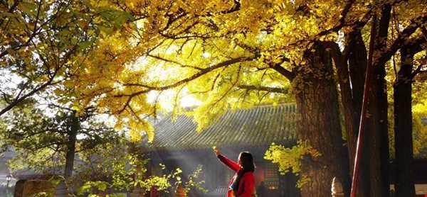 کهن‌دار, درختی 1100 ساله در چین