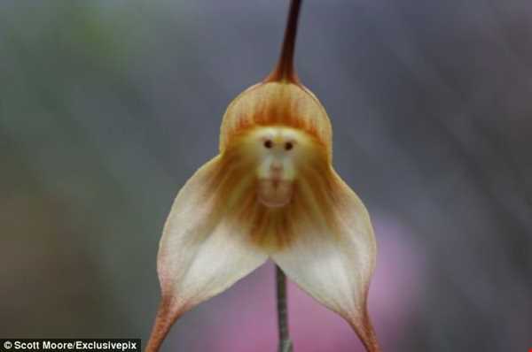 گل ارکیده میمون در جنگل‌های ابری اکوادور
