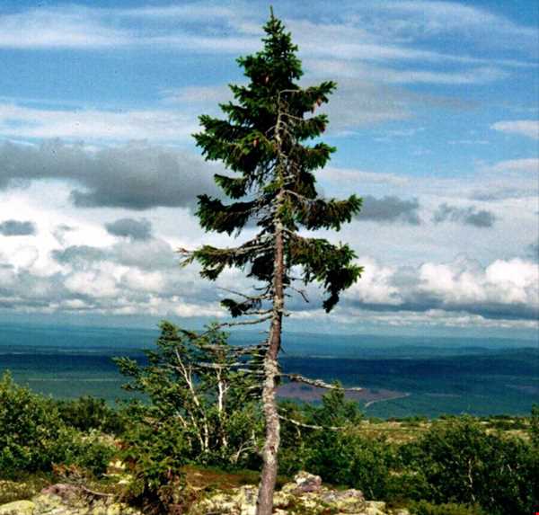 قدیمی‌ترین درخت جهان از عصر یخبندان