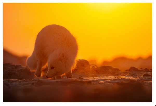 حیات وحش توندرای قطب شمال