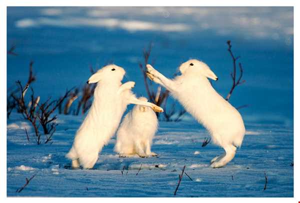 حیات وحش توندرای قطب شمال