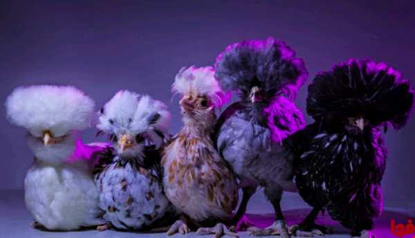 مرغ‌هایی که زیر نور رنگی بهشتی می‌شوند!
