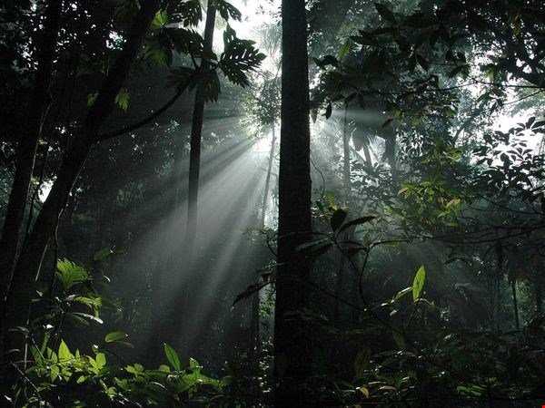 جنگل سونداربانس یکی از عجایب هفتگانه طبیعت