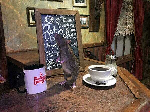 50 دلار برای 1ساعت حضور در کافه ای مملو از موش فاضلاب!