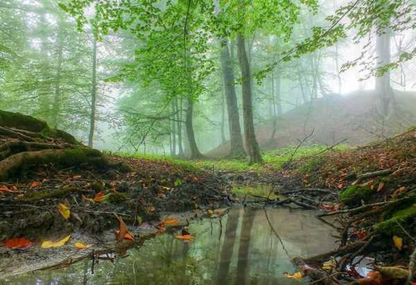 زیباترین جاده جنگلی ایران