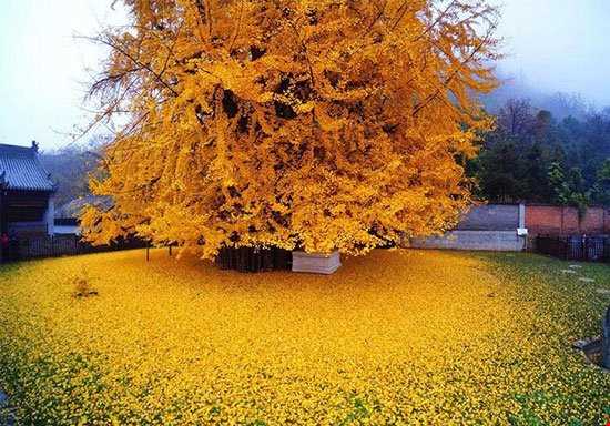 درخت زیبای 1400 ساله