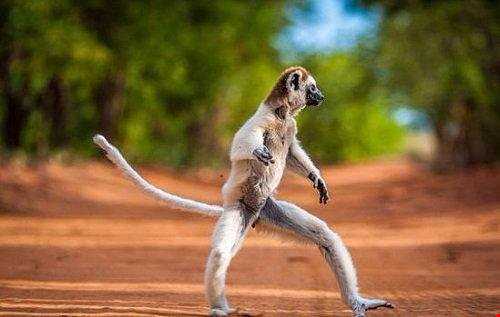 رقص جالب میمون ماداگاسکار