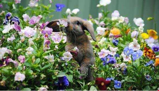 حیواناتی که گل‌های زیبا را بو می‌کنند