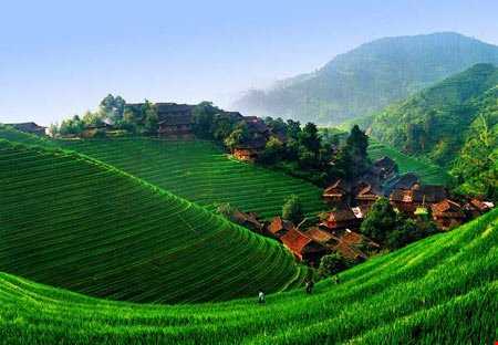 تصاویر بسیار زیبا از مزارع تراس مانند برنج