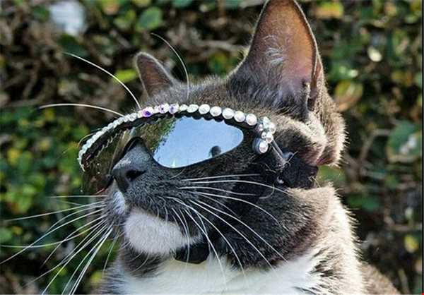 گربه‌‌ای که عینک دودی می‌زند
