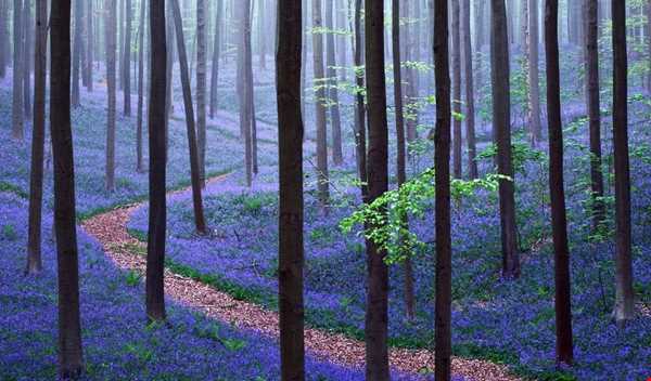 جنگل آبی بلژیک، رویا یا واقعیت