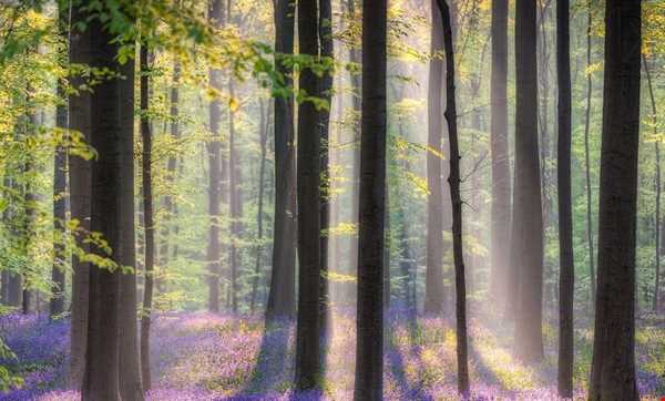 جنگل آبی بلژیک، رویا یا واقعیت