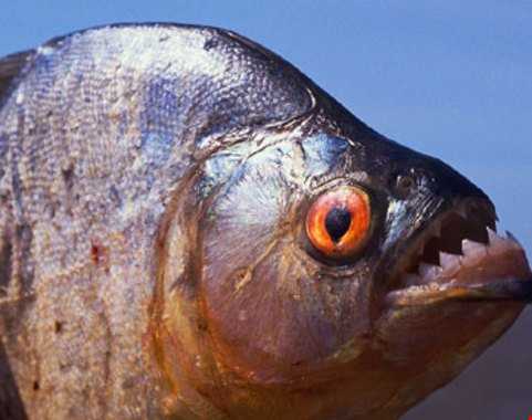 آشنایی با خطرناک‌ترین ماهی جهان