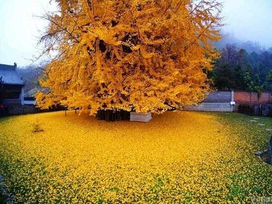درخت 1400 ساله چینی