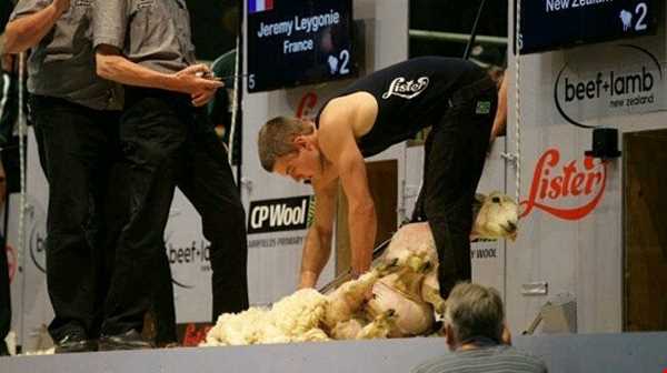 مسابقه جهانی چیدن پشم گوسفندان