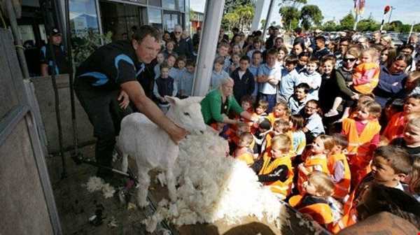 مسابقه جهانی چیدن پشم گوسفندان