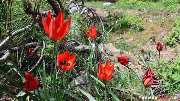 جریمه نقدی چیدن گل‌های «لاله» در ترکیه