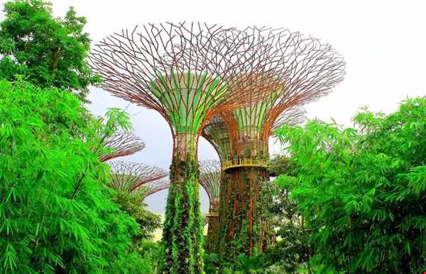 جنگل ابر سنگاپور