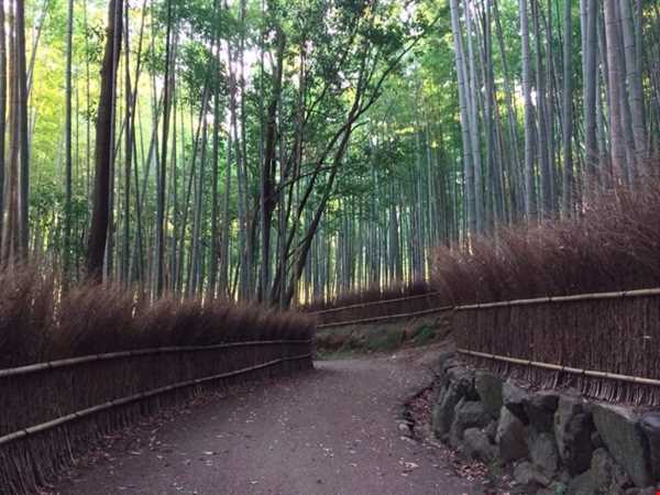 مسیر پیاده روی جنگل بامبو