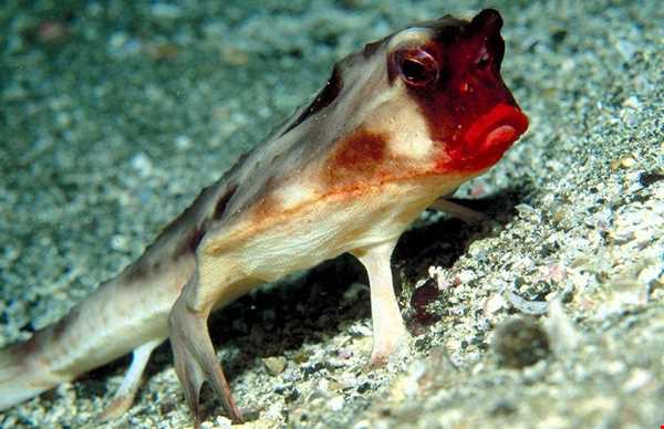 خفاش ماهی لب قرمز
