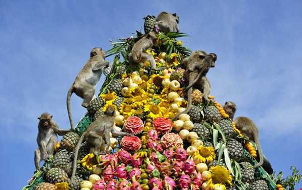 جشنواره بوفه میمون