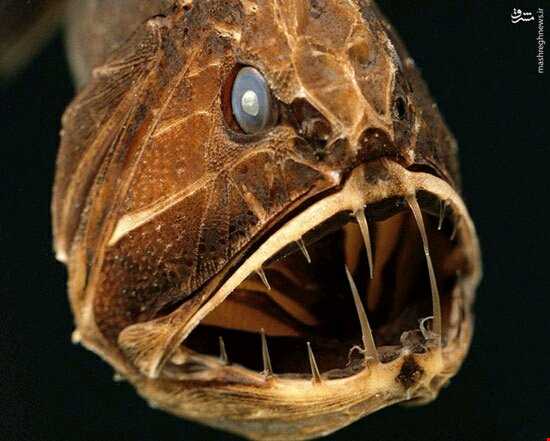 هیولایی به نام «ماهی دندان نیش»