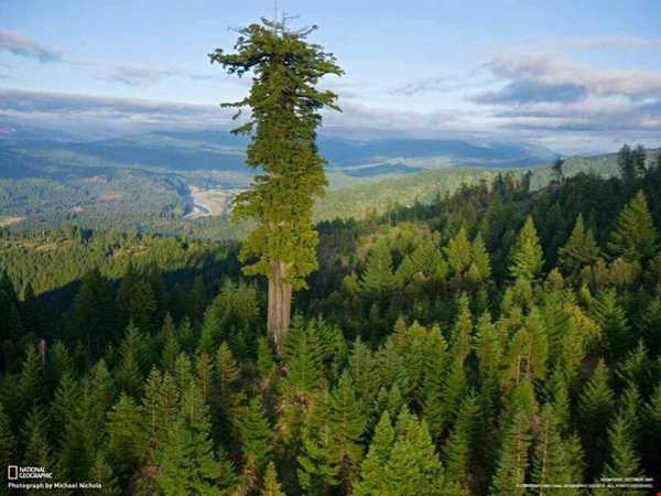 بلندترین درخت زنده زمین که نزدیک به ۱۲۰ متر ارتفاع دارد