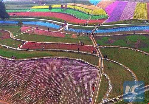 جشنواره گل‌های لاله در چین