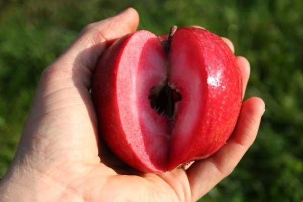 آغاز برداشت شگفت انگیزترین سیب جهان در سمنان