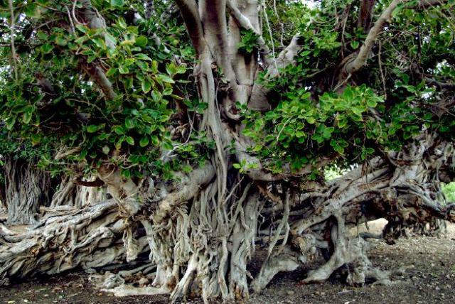 Village BAGHU | tishineh tourism