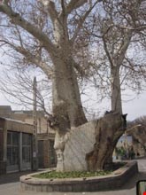 Old Platanus Tree (1200 years old) of Osku