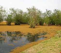 Yaniq wetland