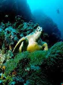 لاک پشتهای دریایی